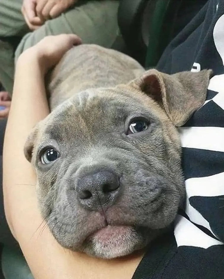 Daily Pit bull Funny Videos Will Cheer You Up #7