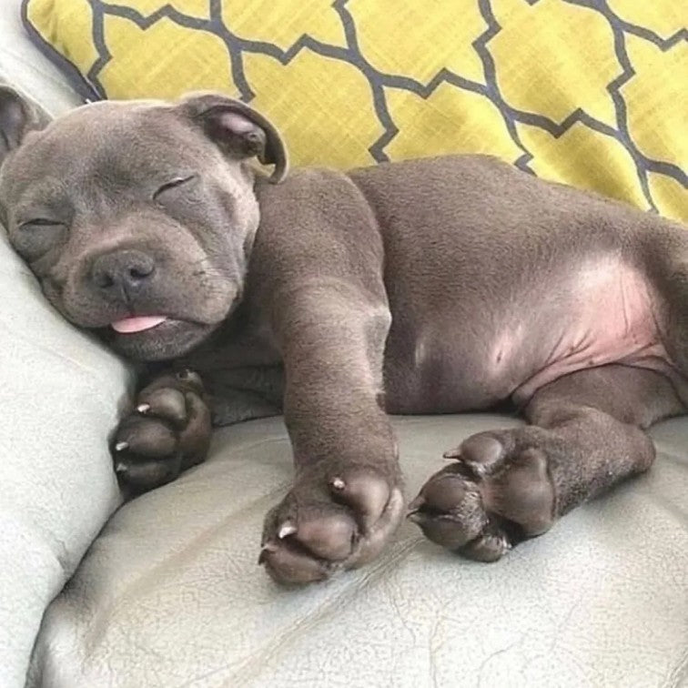Daily Pit bull Funny Videos Will Cheer You Up