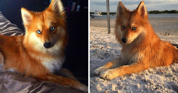 Meet Mya, The Pomeranian-Husky Mix That Looks Just Like A Little Fox