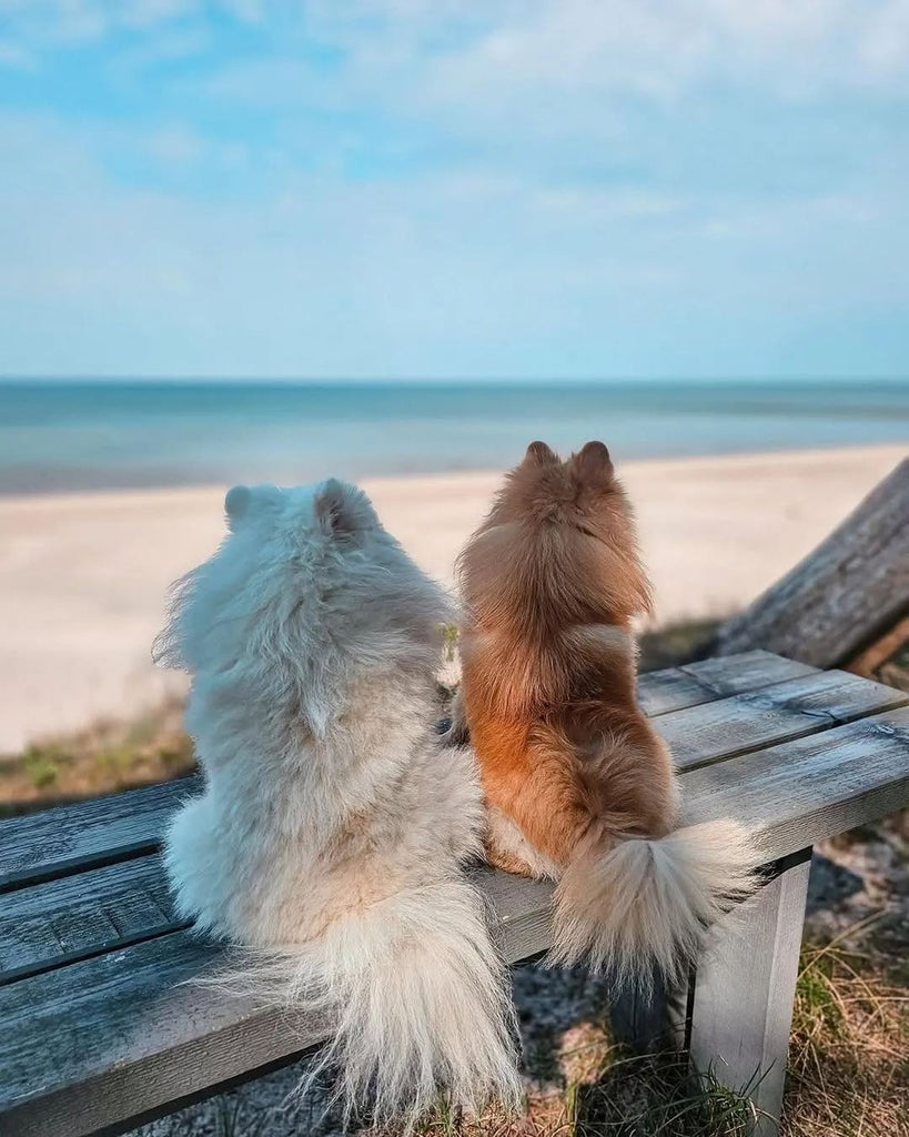 Funny Pomeranians Videos Will Make You Smile #9
