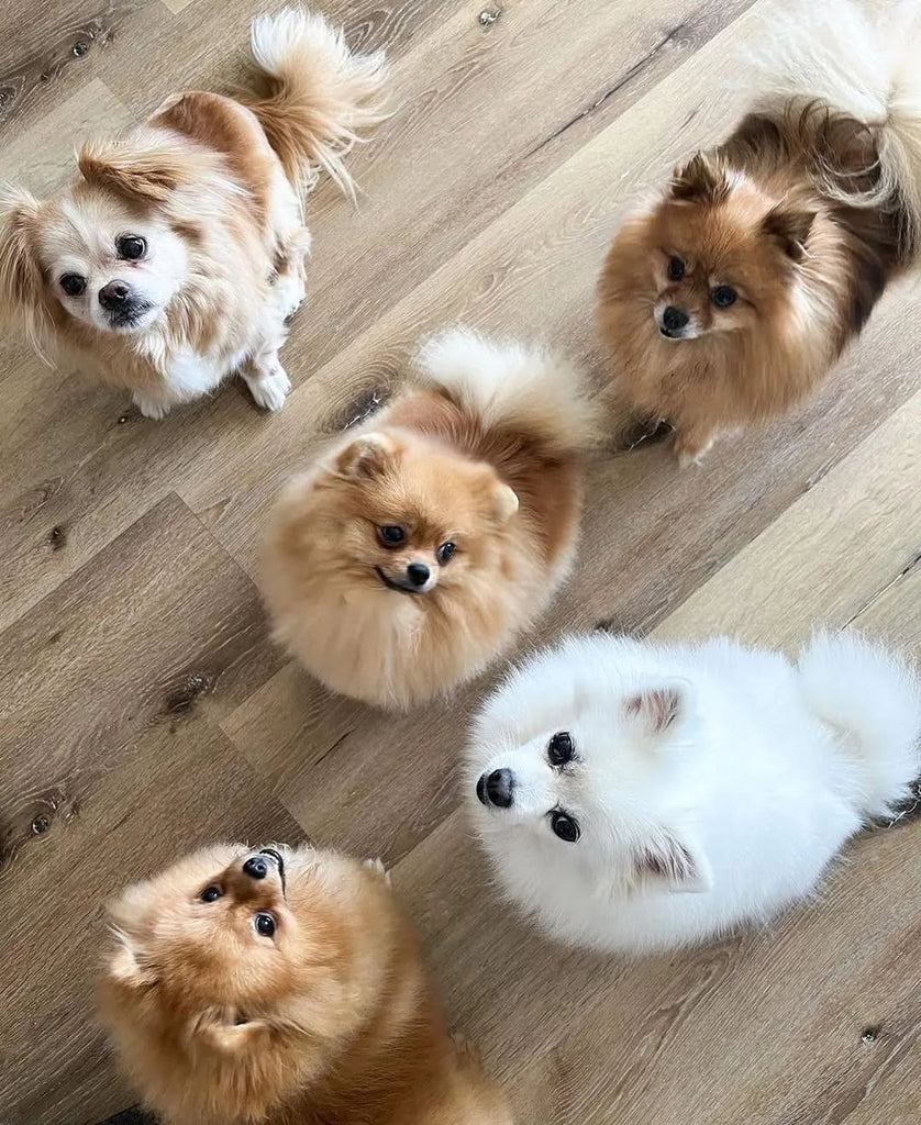 Funny Pomeranians Videos Will Make You Smile #10