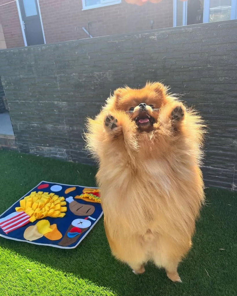 Funny Pomeranians Videos Will Make You Smile #11