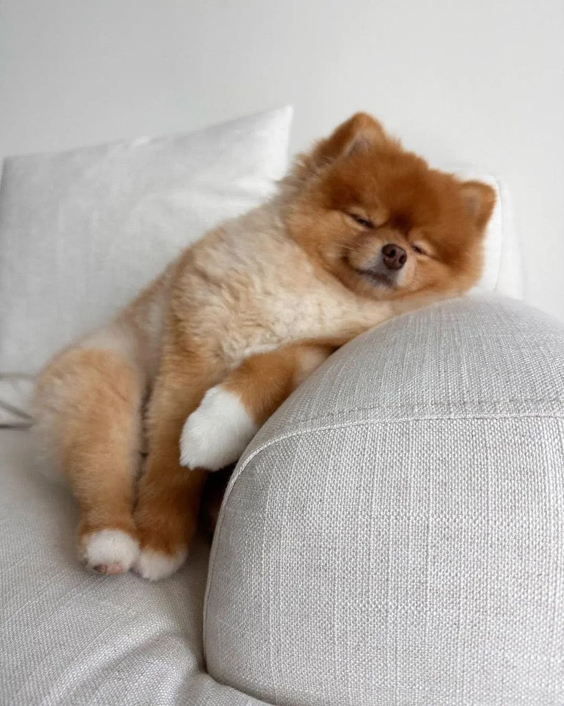 Funny Pomeranians Videos Will Make You Smile #12