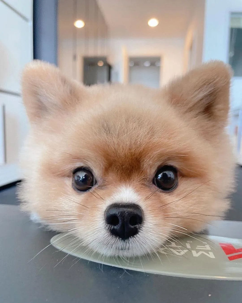 Funny Pomeranians Videos Will Make You Smile #13