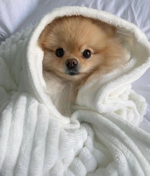 Daily Doggo Funny Videos Will Make You Smile #172
