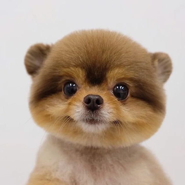 Daily Doggo Funny Videos Will Make You Smile #183