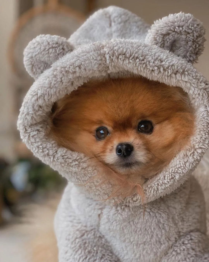 Funny Pomeranians Videos Will Make You Smile #7