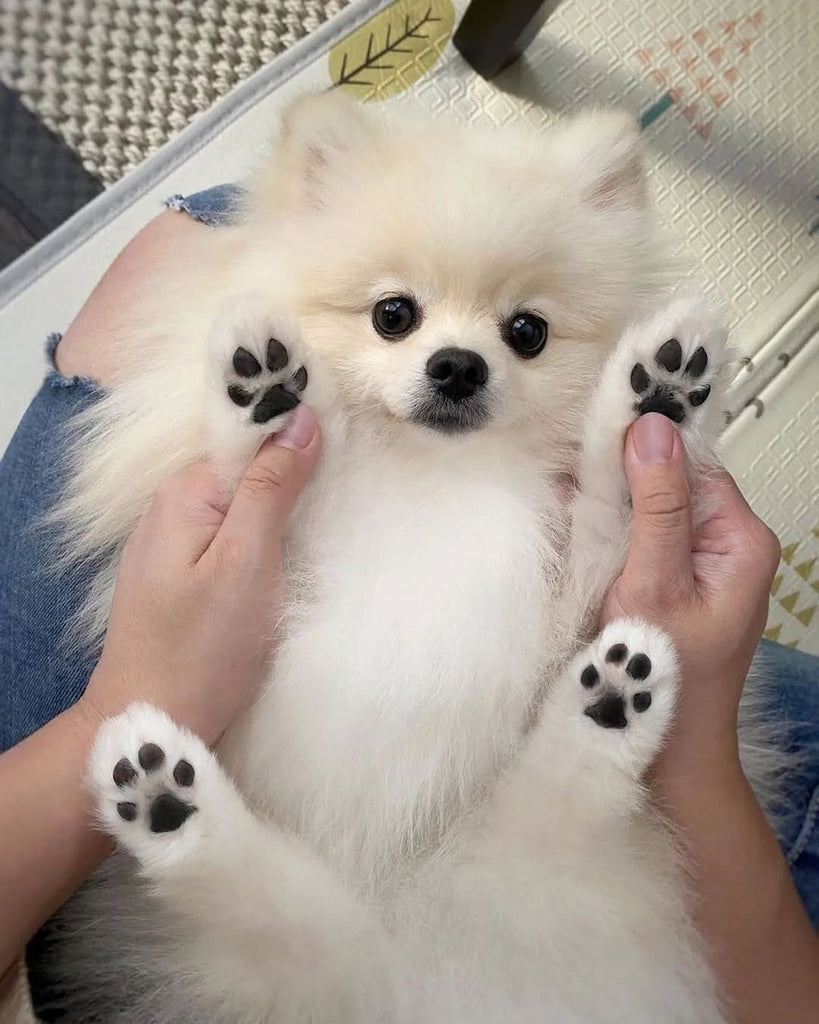 Funny Pomeranians Videos Will Make You Smile #8