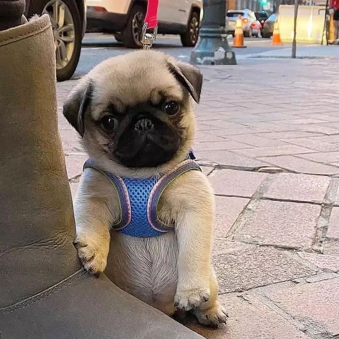 Daily Pug Funny Videos Will Make You Smile #8 – KingdomOfDoggos