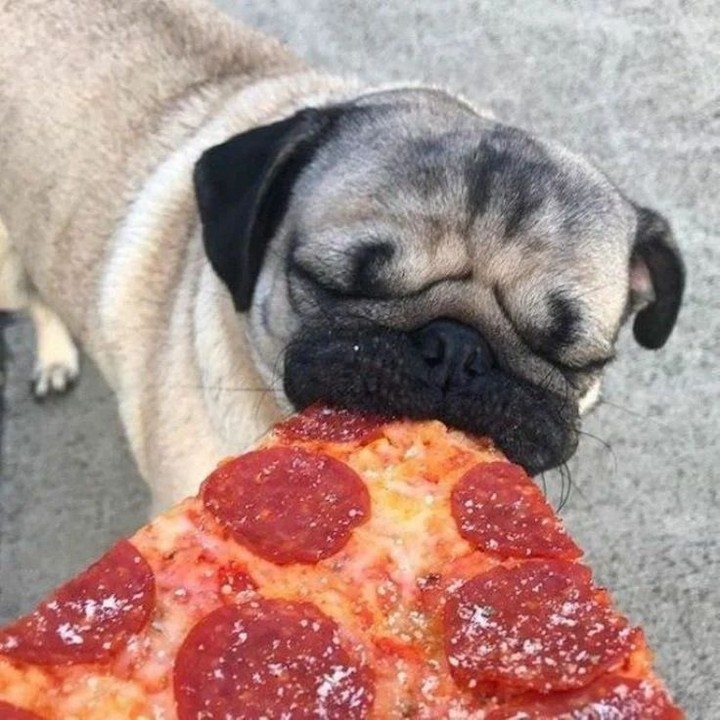 Daily Doggo Funny Videos Will Make You Smile #122