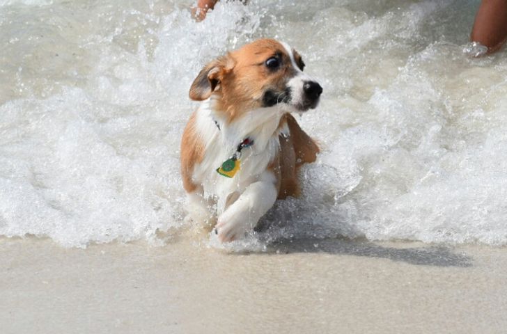 Daily Doggo Funny Videos Will Make You Smile #173