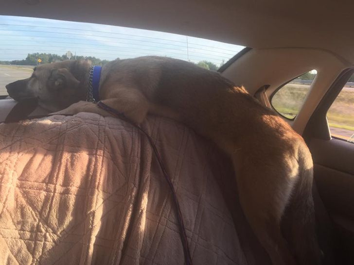 20 Pictures That Prove Adult Dogs Are Always Puppies At Heart