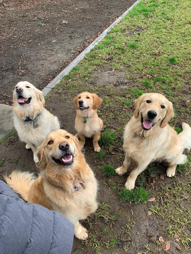 Funny Golden Retriever Videos Will Make You Smile #81