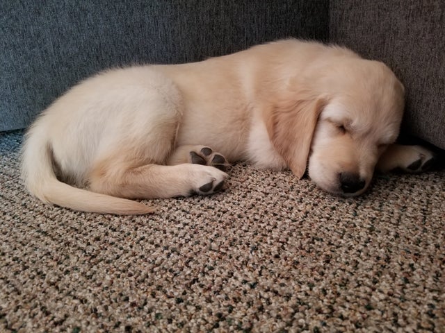 Funny Golden Retriever Videos Will Make You Smile #88