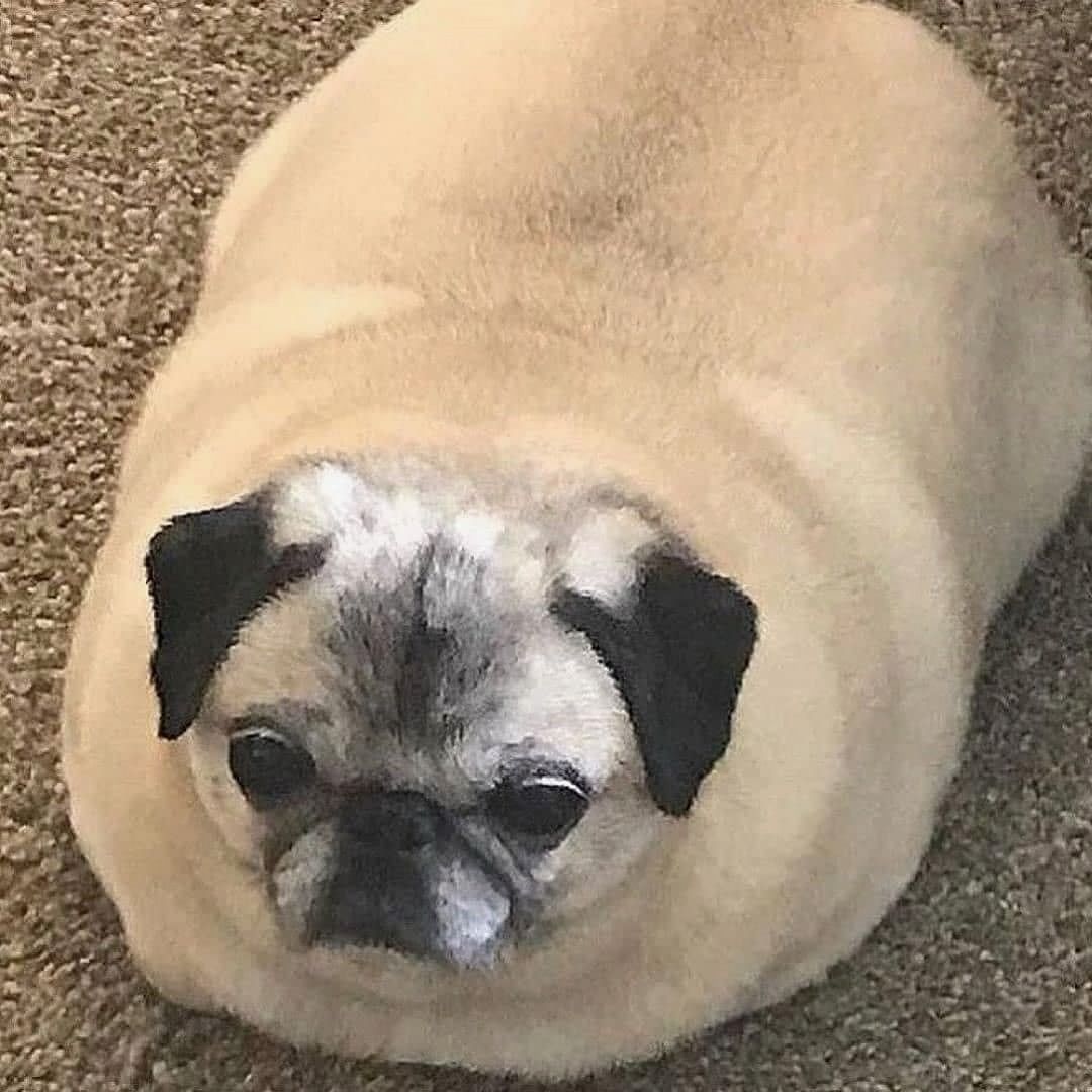 Fun Pug Daily Pug Funny Videos Will Make You Smile #5 – KingdomOfDoggos