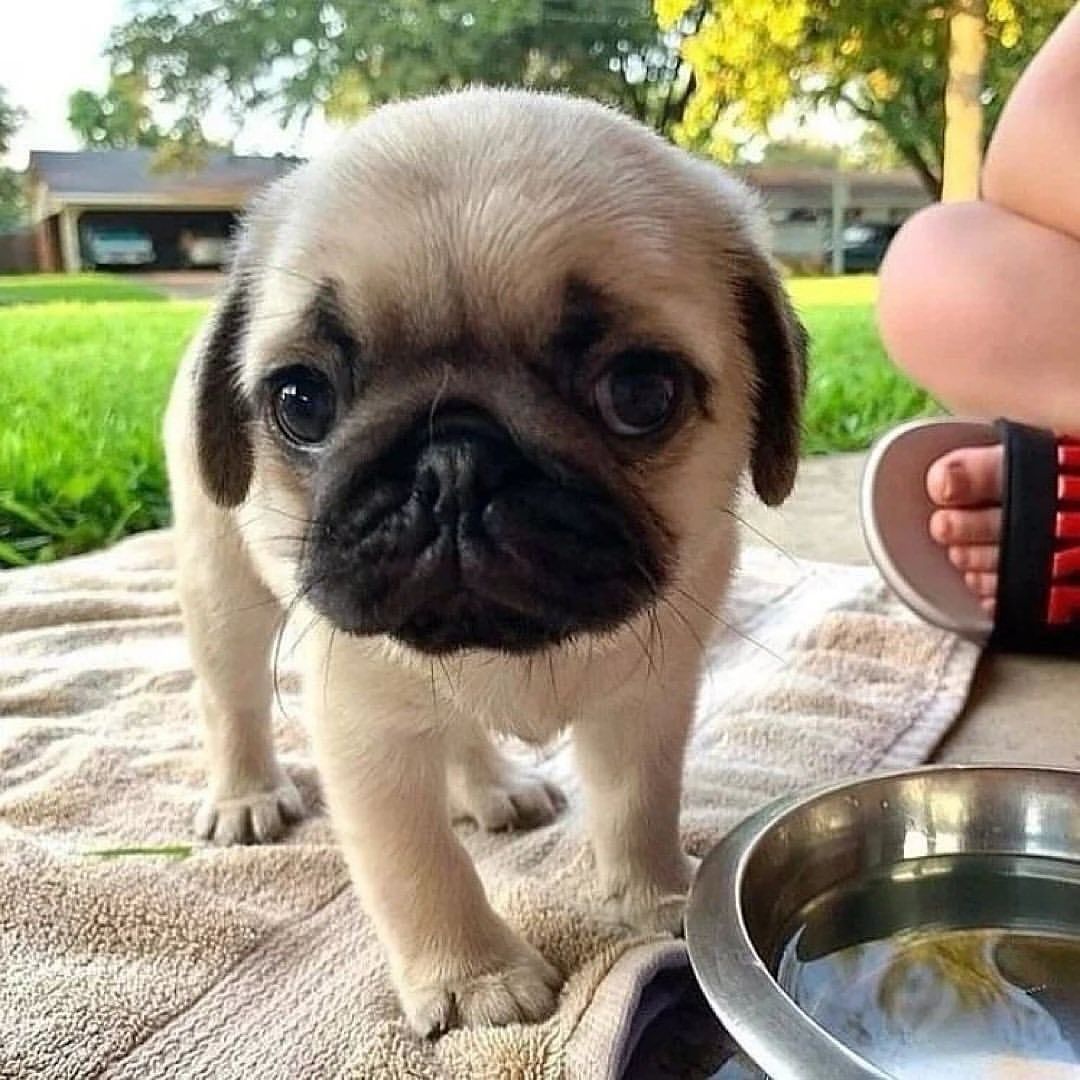 Daily Pug Funny Videos Will Make You Smile #6 – KingdomOfDoggos
